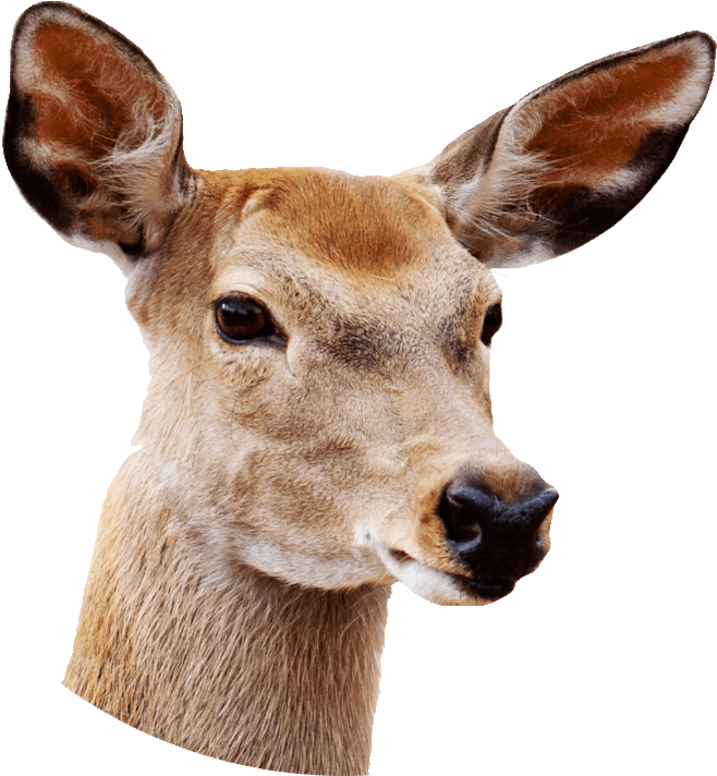 Female Deer Close Up - Deer With White Background Clipart (854x886), Png Download