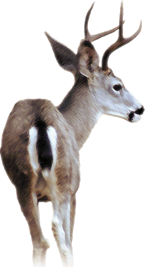 Blacktail Deer - Black Tailed Deer Transparent Clipart (500x923), Png Download