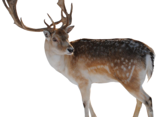 Deer Png Transparent Images - Difference Between A Caribou Clipart (640x480), Png Download