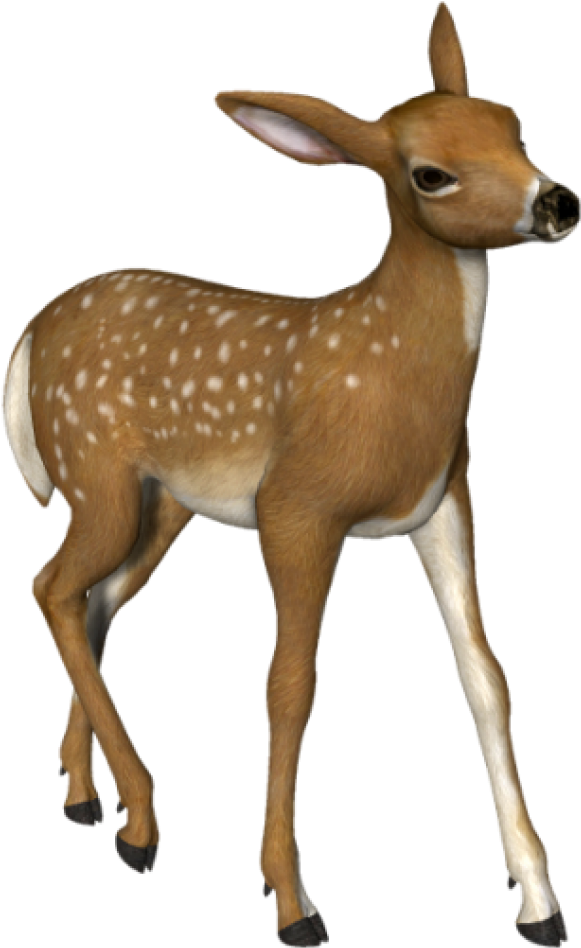 Free Png Download Deer Png Images Background Png Images - Deer Images Hd Png Clipart (480x774), Png Download