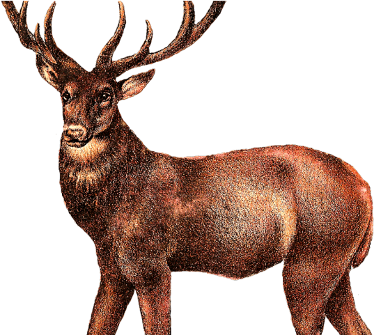 Deer Png Transparent Images - Elk Png Clipart (640x480), Png Download