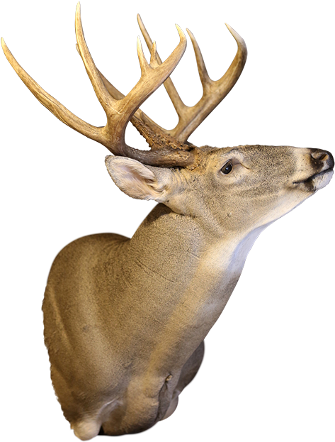 We Take Pride In Our Taxidermy And Strive To Create - Mounted Deer Transparent Clipart (500x667), Png Download