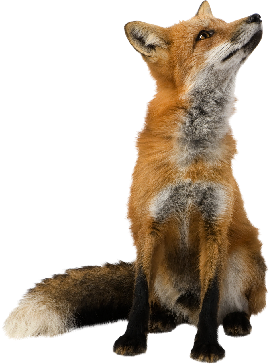 Free Png Fox Png Images Transparent - Fox Transparent Background Clipart (480x651), Png Download