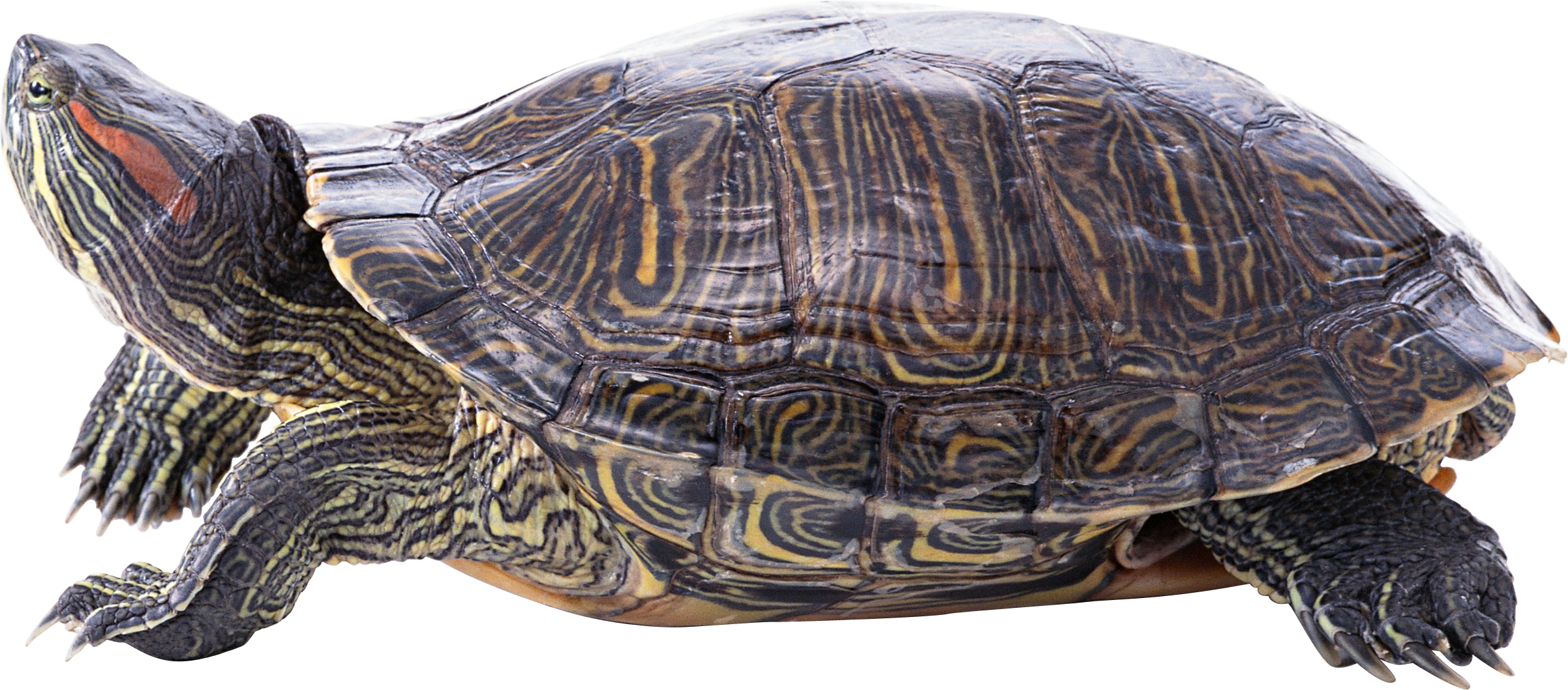 Turtle Png - Terrapins Animal Clipart (2404x1058), Png Download