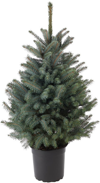Blue Spruce - Christmas Tree Clipart (800x800), Png Download