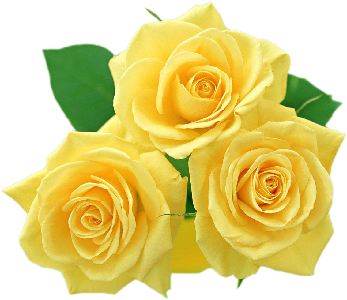 Rose Flower Photos Gallery Clipart (1280x1024), Png Download