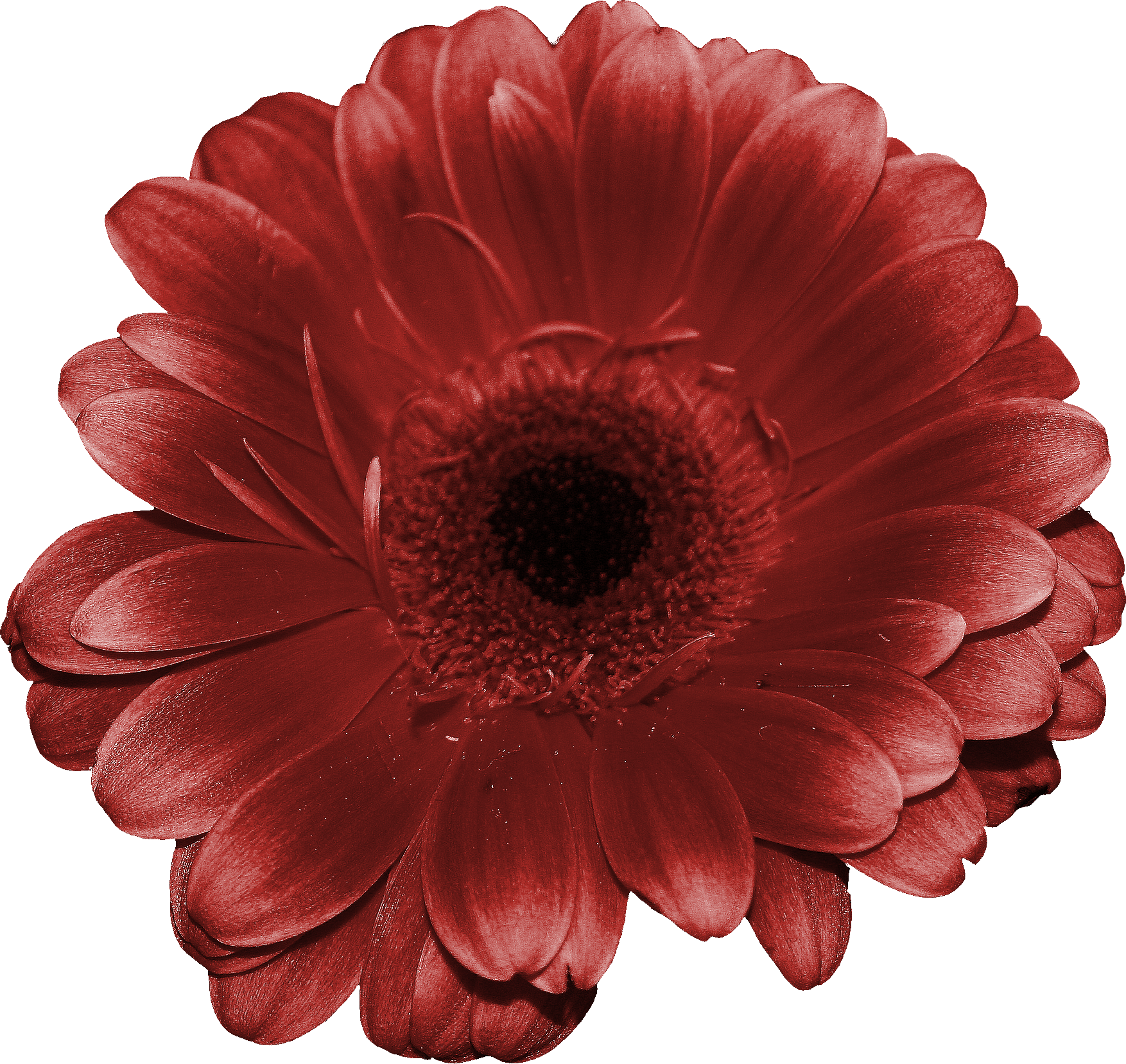 Flores Png - Barberton Daisy Clipart (1754x1657), Png Download