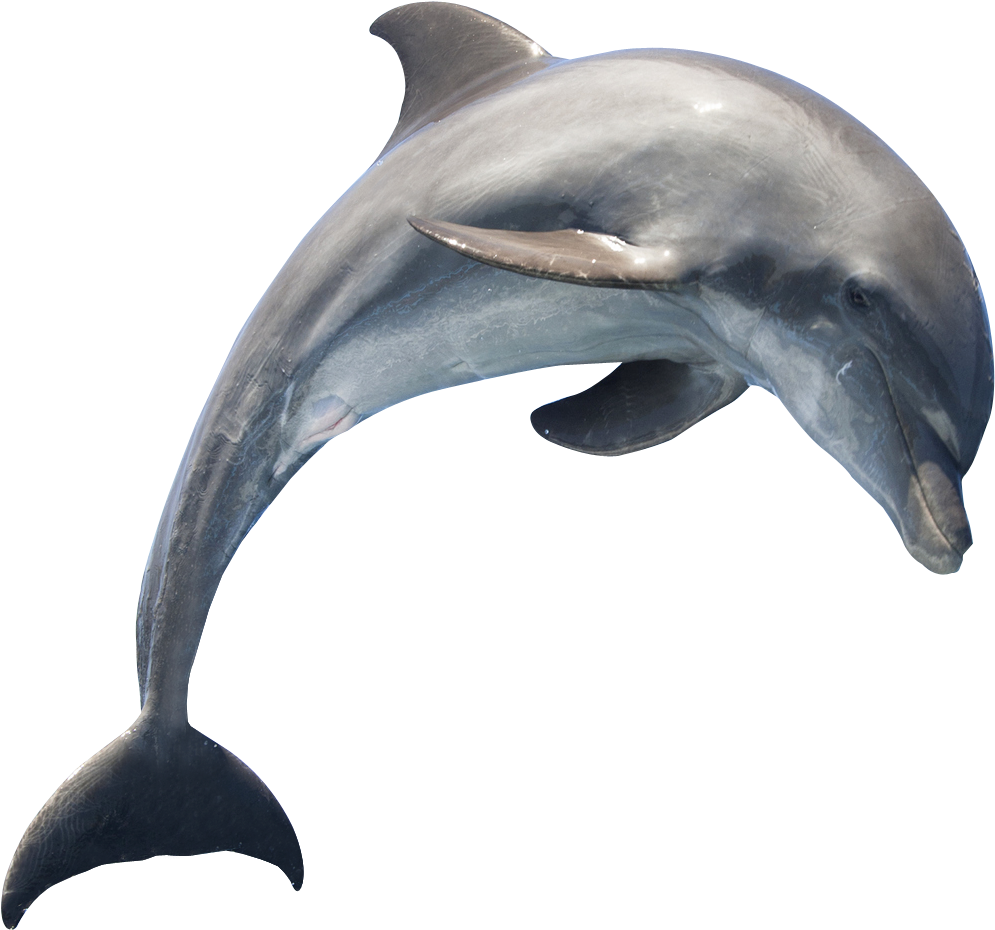 1294 X 1174 - Dolphin Png Clipart (1294x1174), Png Download