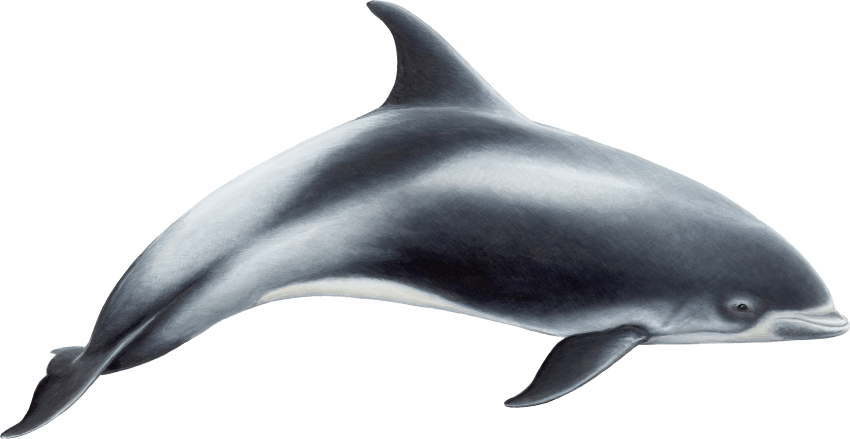 Free Png Dolphin Png Images Transparent - White Beaked Dolphin Clipart (850x439), Png Download