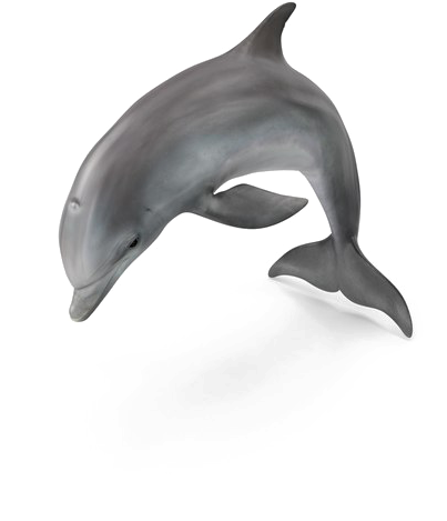Dolphin Png Pic - Common Bottlenose Dolphin Clipart (600x600), Png Download
