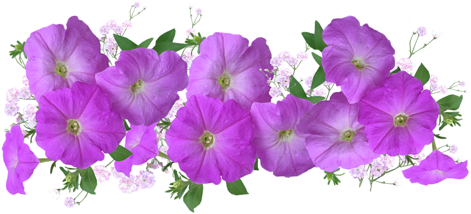 View large size Petunias Png Clipart. 