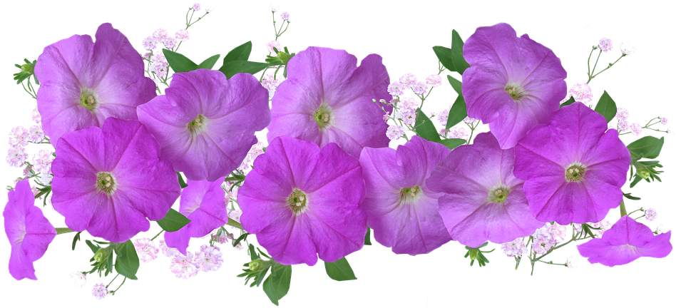 Petunias Png Clipart (960x523), Png Download