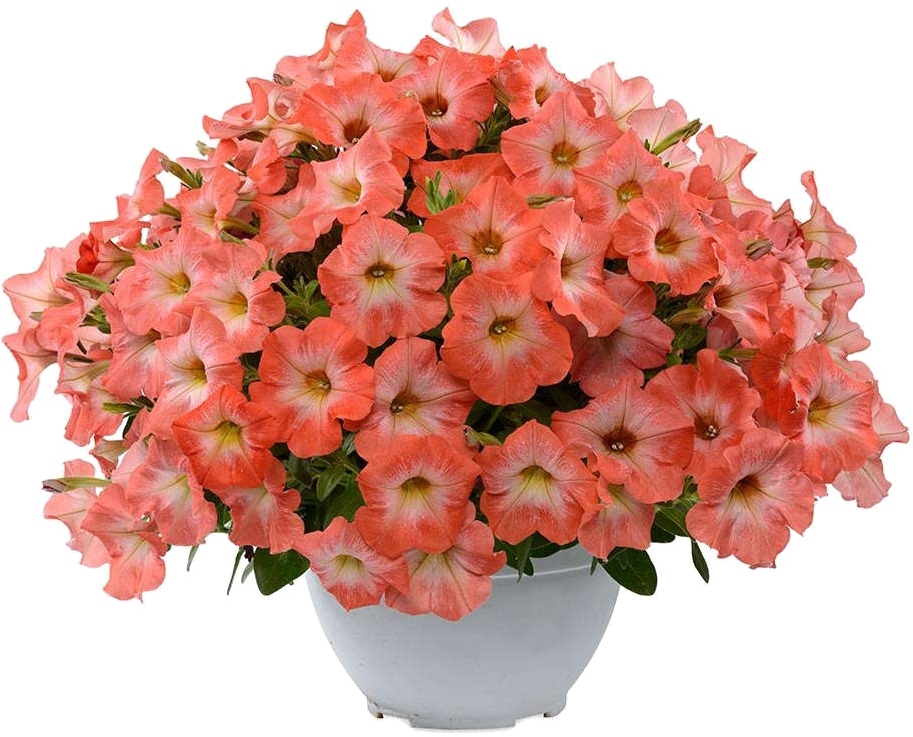 Download Png Image Report - Petunia Png Clipart (1000x794), Png Download