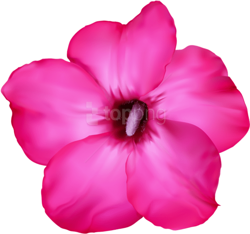 Download Flower Pink Png Images Background - Desert Rose Drawing Clipart (850x794), Png Download