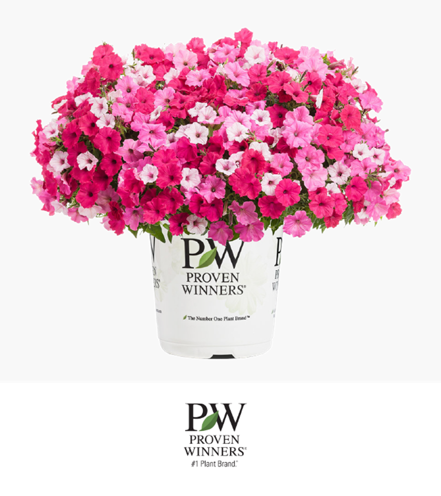 Petunia Bubblegum Series - Proven Winners Clipart (889x1000), Png Download