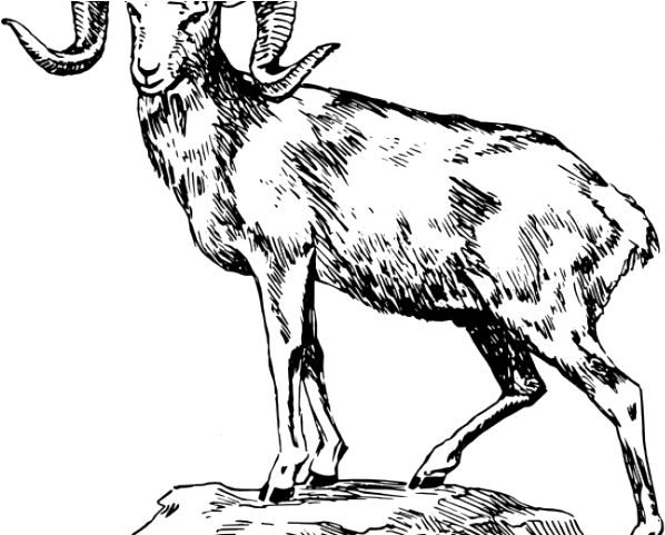 Bighorn Sheep Clipart Ram Skull - Drawings Of A Bighorn Sheep - Png Download (640x480), Png Download