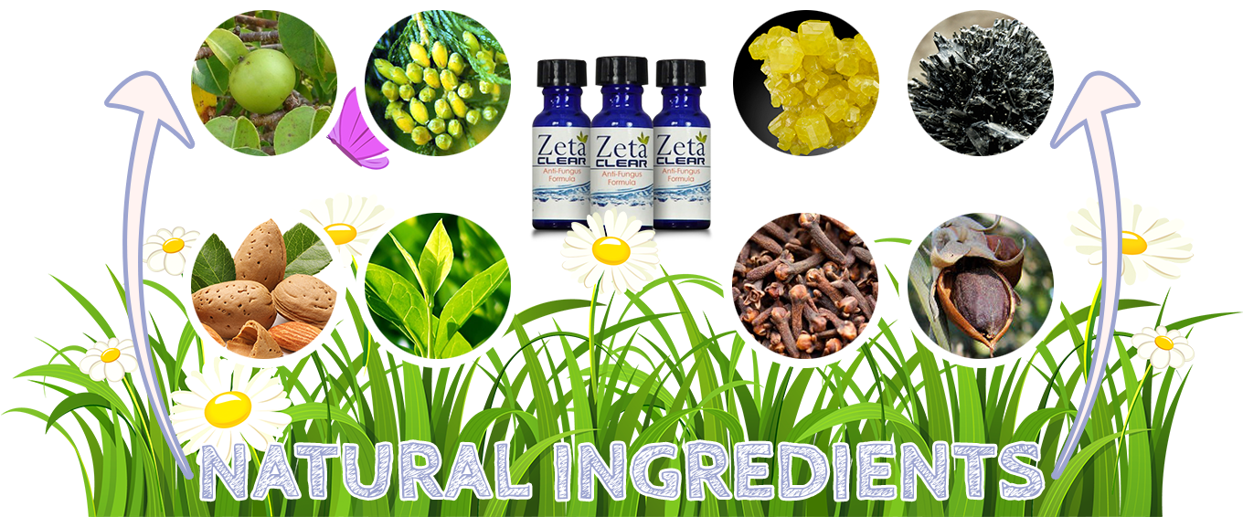 Zetaclear Ingredients - Superfood Clipart (1359x585), Png Download