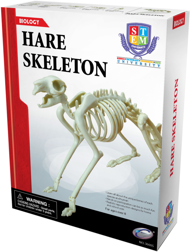 Skeleton Clipart (767x1000), Png Download