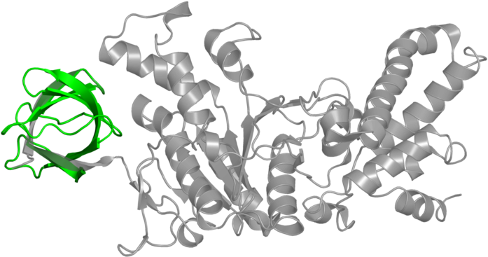 <div Class='caption-body'>2 Copies Of Pfam Domain - Illustration Clipart (800x800), Png Download