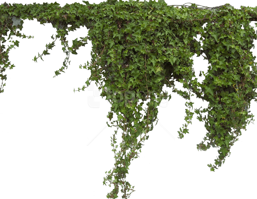 Download Plant Png Images Background - Plantas Png Clipart (850x660), Png Download