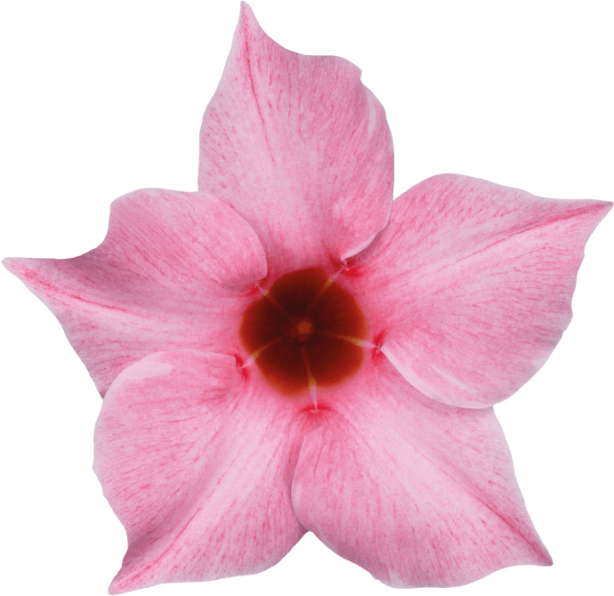 Sundaville Cream Pink - Mandevilla Png Clipart (871x1111), Png Download
