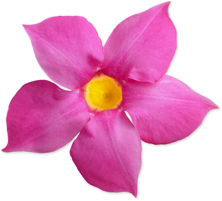 Sunparasol Suntory Sun Parasol - Desert Rose Clipart (742x678), Png Download