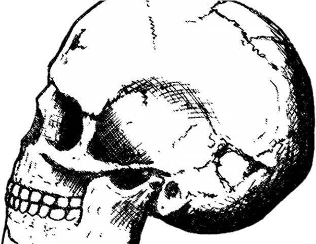 Black Mamba Clipart Skull - Draw Skull Clipart - Png Download (640x480), Png Download