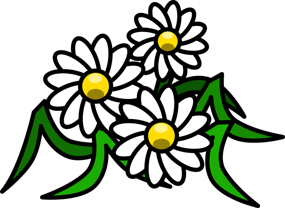 Flowers Cartoon Png - Daisy Clipart Transparent Png (960x700), Png Download