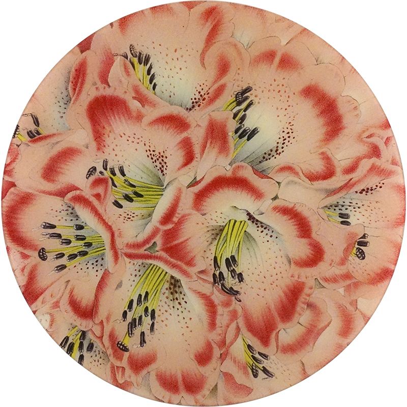 Peruvian Lily Clipart (800x800), Png Download