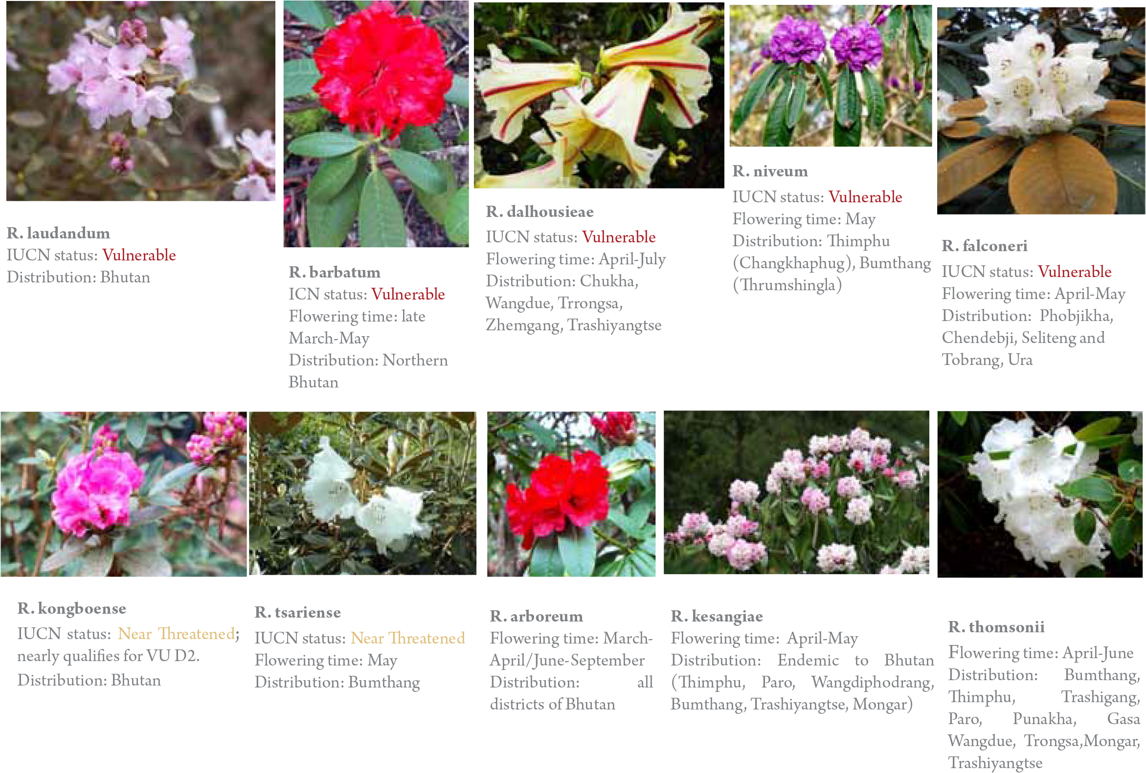 Gangri Bhutan Rhododendro Tour - Common Peony Clipart (2400x1612), Png Download