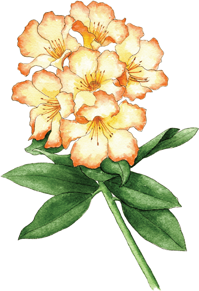 Rhodo Seaview Sunset - Evergreen Rose Clipart (714x1024), Png Download