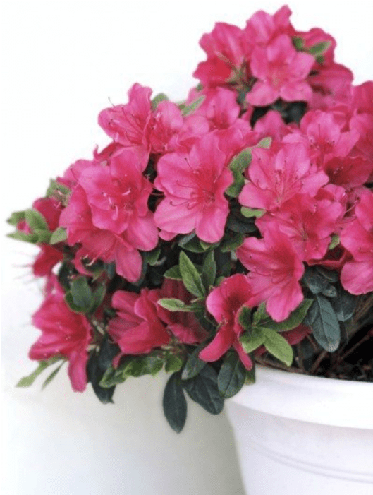 Gardening Know How - Azalea Pot Plant Clipart (700x700), Png Download