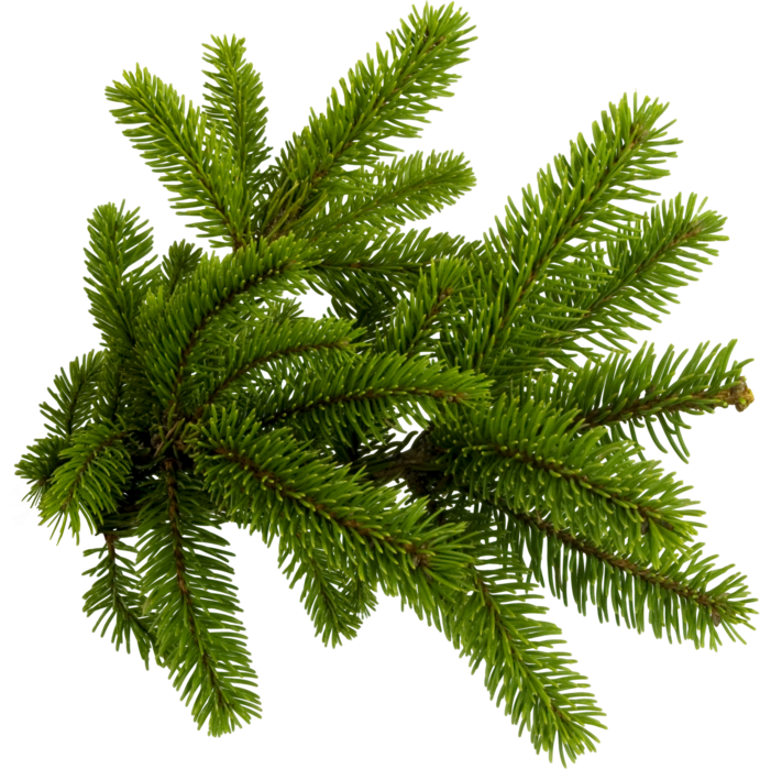 Pine Needles Png , Png Download - Pine Needles Png Clipart (691x699), Png Download