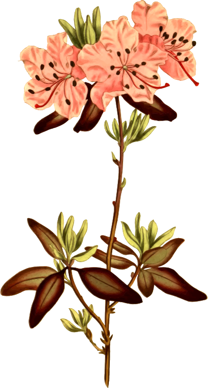 Clipart Dotted Leaved Medium Image Png - Flower Botanical Illustration Png Transparent Png (424x792), Png Download