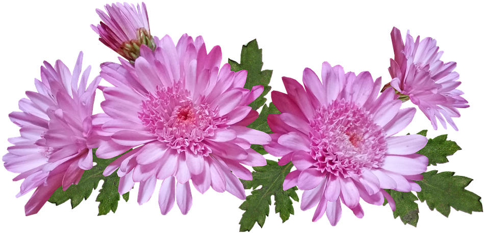 Chrysanthemum, Flowers, Pink, Nature, Garden Plant - Barberton Daisy Clipart (960x498), Png Download