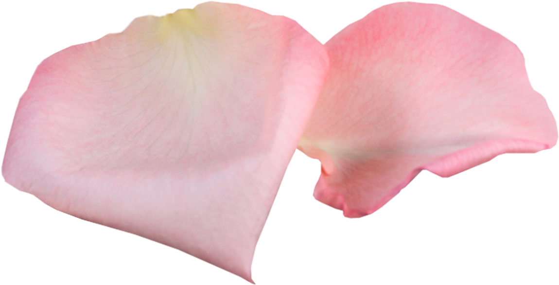 Guessing On The Cards "black Rose" - Лепестки Розы Пнг Clipart (1150x586), Png Download