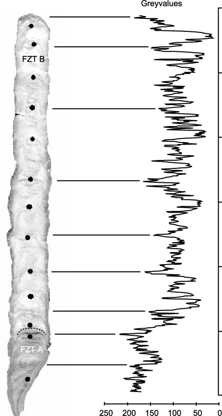 Photography Of The Polished Length Section Of Stalagmite - Monochrome Clipart (447x835), Png Download