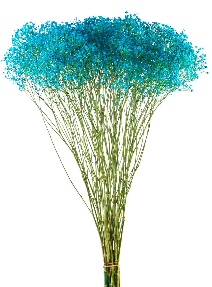 As - Grass Clipart (887x1140), Png Download