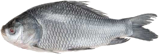 Catla Fish (net - Katla Fish Clipart (600x600), Png Download