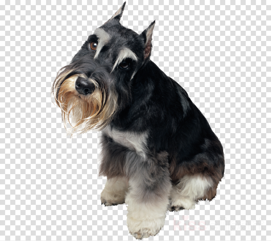 Download Schnauzer Png Clipart Miniature Schnauzer - Easter Eggs Png Transparent (900x800), Png Download