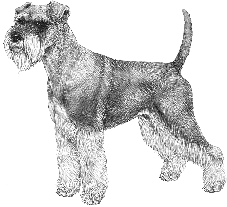 Schnauzer, Miniature - Norwegian Elkhound Outline Clipart (800x800), Png Download