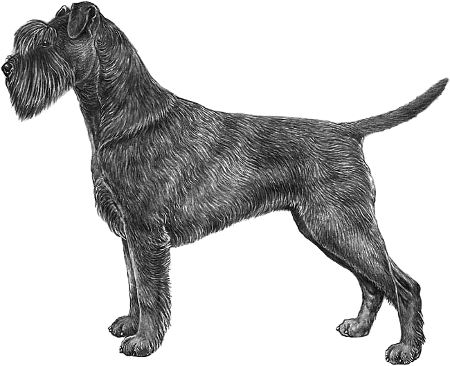 Schnauzer, Standard - Giant Schnauzer Boxer Clipart (800x800), Png Download