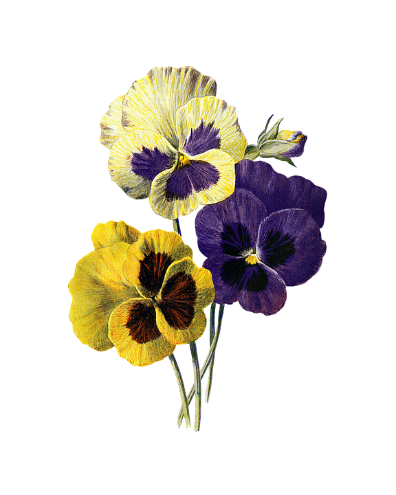 Flower Vintage Pansy Pansies Viola Nature Floral - Old Botanical Drawing Pansies Clipart (576x720), Png Download