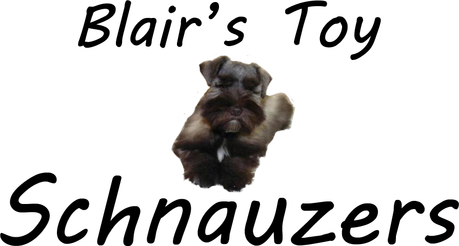 Cesky Terrier Clipart (895x480), Png Download