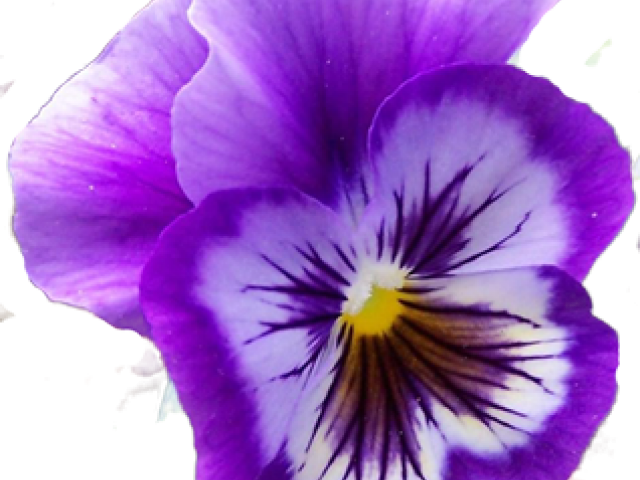 Pansy Clipart - Png Download (640x480), Png Download