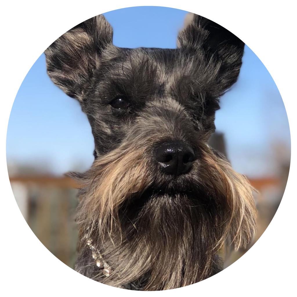 Lucy - Standard Schnauzer Clipart (1024x1024), Png Download