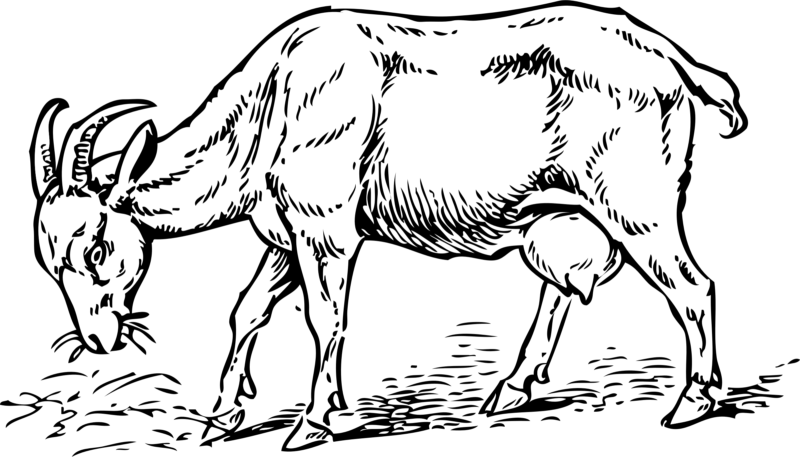 See Here Goat Clipart Black And White Photos Free Download - Png Download (800x457), Png Download