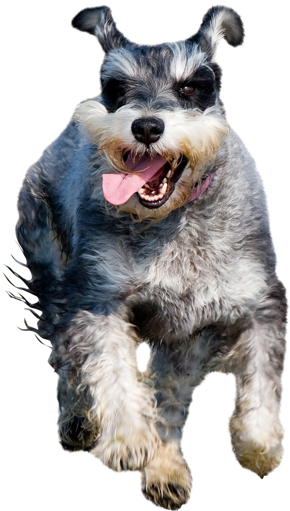 Schnauzer-275936 Clip - Dog Catches Something - Png Download (2438x3216), Png Download