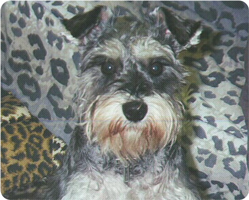 Miniature Schnauzer Clipart (800x800), Png Download