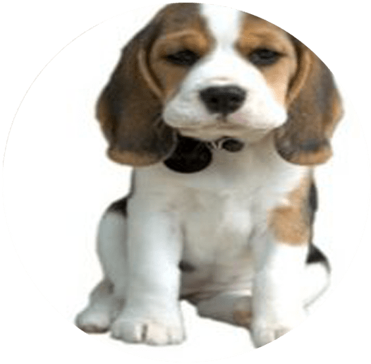 The Dog Barking, Dog Treats, Mans Best Friend, Pugs, - Cute Puppy Dog Png Clipart (768x548), Png Download